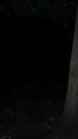 Come walk with me #scary #dark #night #woods #forest #horrors #path #trees #boo #lonley #alone #scared 