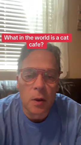 Mew Haven Cat Cafe? #fyp #pets #cat #dog #coffee #cafes #gross 
