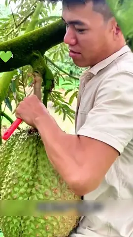 #bajadurian #baja #pokok #durian #fyp 