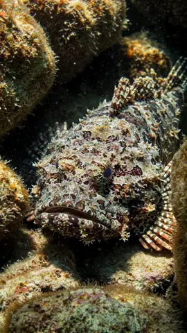 Up Close with a Wild Scorpionfish! 🐟👀🌊 #Scorpionfish #ReefLife #OceanWildlife #FYP 