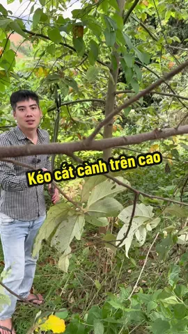 Kéo cắt cành trên cao tiện lợi#baobacbo #keocatcanh #xuhuongtiktok 