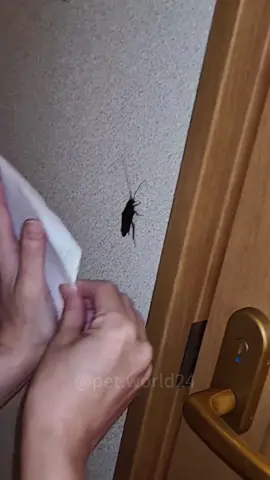 How to solve the problem of cockroaches?#funny #animals #funnyvideos #insect #fyp #cockroaches #funnymoments 