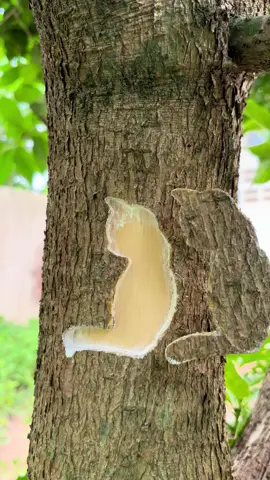 How to graft using a cat mold. #grafting #tiktok #viral #viraltiktok #fruit #garden #plants #cat 