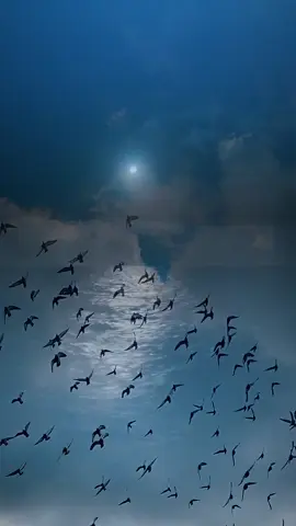 ولكن ربك..لايغيب..ولا يخذل..ولا يتاخر #اقتباسات_عبارات_خواطر🖤🦋❤️ #exp #للعقول_الراقية  #viral_video_ #tkto 