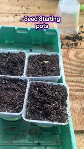 Getting the fall garden ready with these awesome seed starting pots. The silicone bottoms make it super easy to transplant #garden #gardening #fallgarden #fyf #fyp 