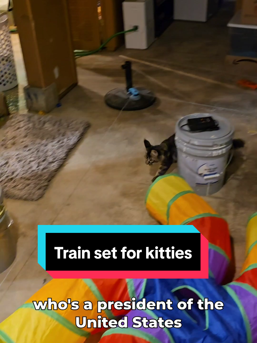 My cats are getting me through alot these days #lgbtqia 