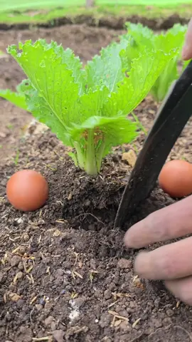 #PlantTok #TikTokLearningCampaign  They say raw eggs, fish, or even pork can be powerful natural fertilizers for plants—but which one actually works best? In this experiment, I buried a fish in one pot, a slice of pork in another, and raw eggs in a third. I also planted lettuce seedlings in a control pot with just soil. All the seedlings are the same age and species, so we’ll see which method helps the plants grow the most. Natural fertilization vs traditional methods—let's find out what really works! #GardeningExperiment #OrganicFertilizer #HomeGarden #NaturalFarming #LettuceGrowth #EggFertilizer #FishFertilizer #Compost #GardenTips #SoilHealth #PlantCare #SustainableGardening #DIYGarden #UrbanFarming 