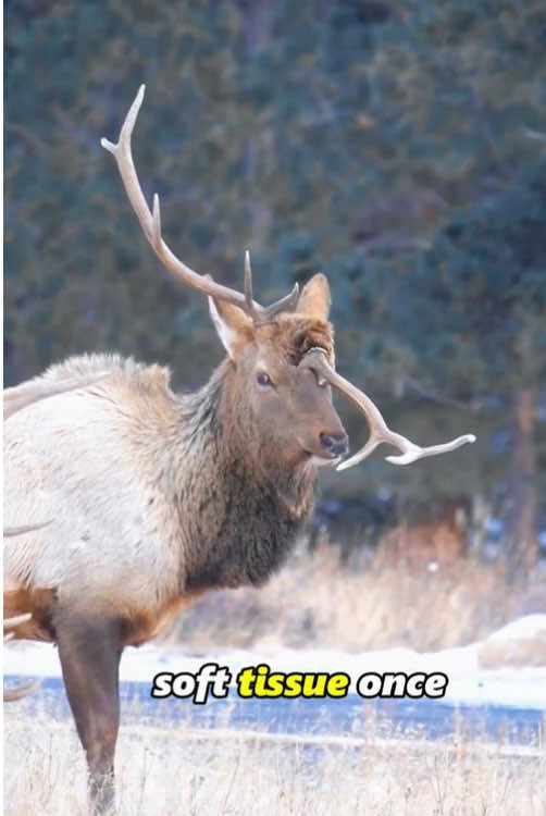 Deer antlers fall#animals #fpy #foryoupage❤️❤️ #nature #deer 