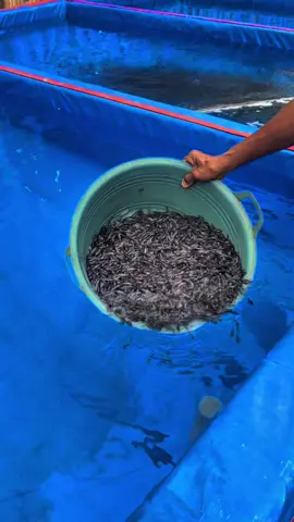 Kira kira berapa ribu ya🤔 #CapCut #bibitlele #benihlele #pembenihanlelebondowoso #budidayalele #ikanlele #budidayalelepemula #petanilele #kingprintis #fypシ゚ 