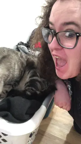 Feels my love.. He hates it.. 🐱🩵😂 ——————————————— #fyp #inthemiddleofthenight #catsoftiktok #trending #taylorswift 