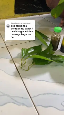 Membalas @daeng sari #daunbungkuspapua☘️😁 #fyppppppppppppppppppppppp 