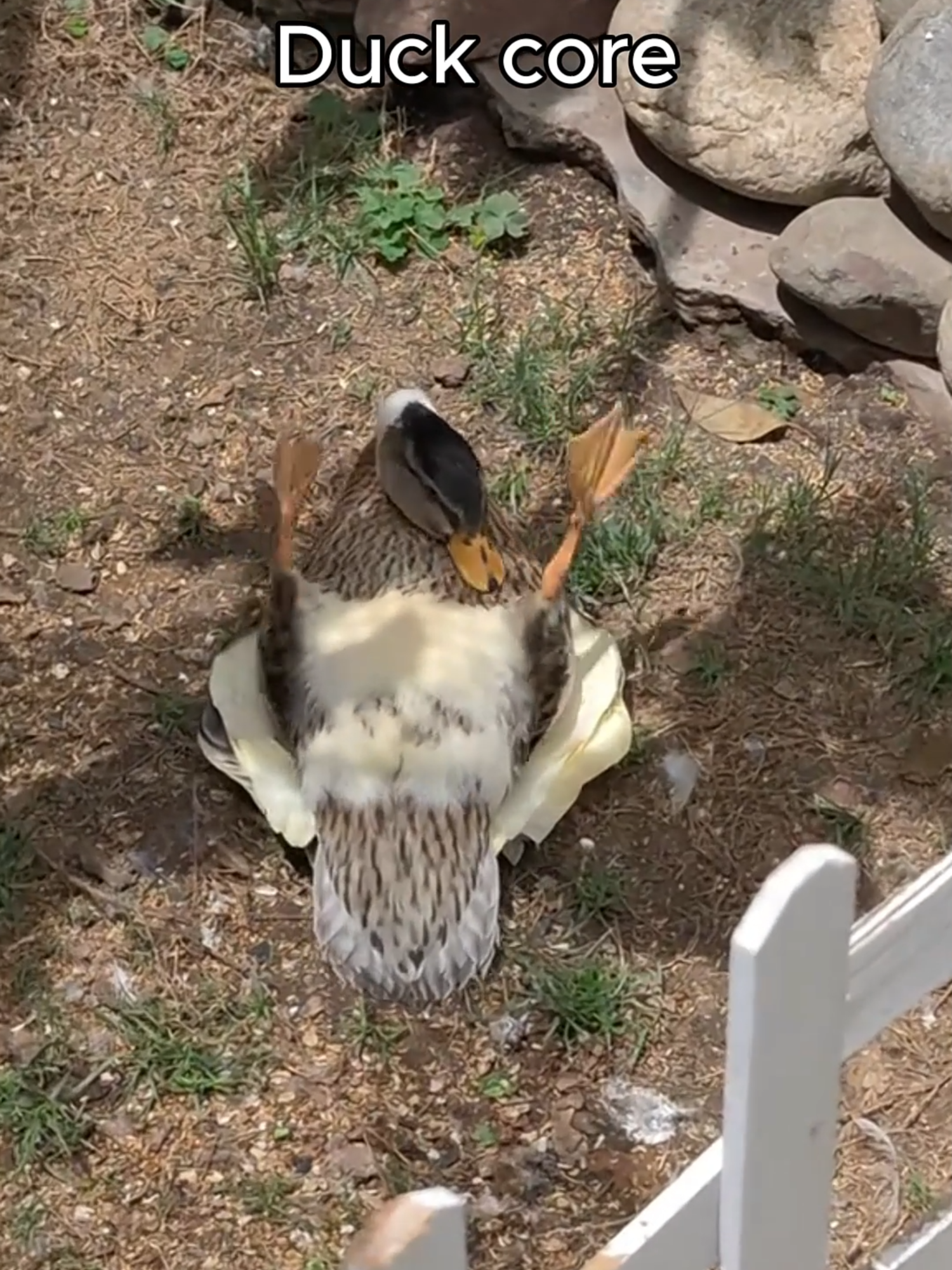 Duck core 🦆 | #duck #ducks#ducksoftiktok#ducksoftiktok🦆#duckcore#animalcore#core#funnyanimals#cuteanimals#fyp#animalcorecreator