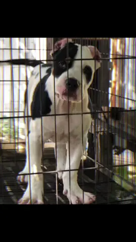 #anakpitbull #vonfjablitar 