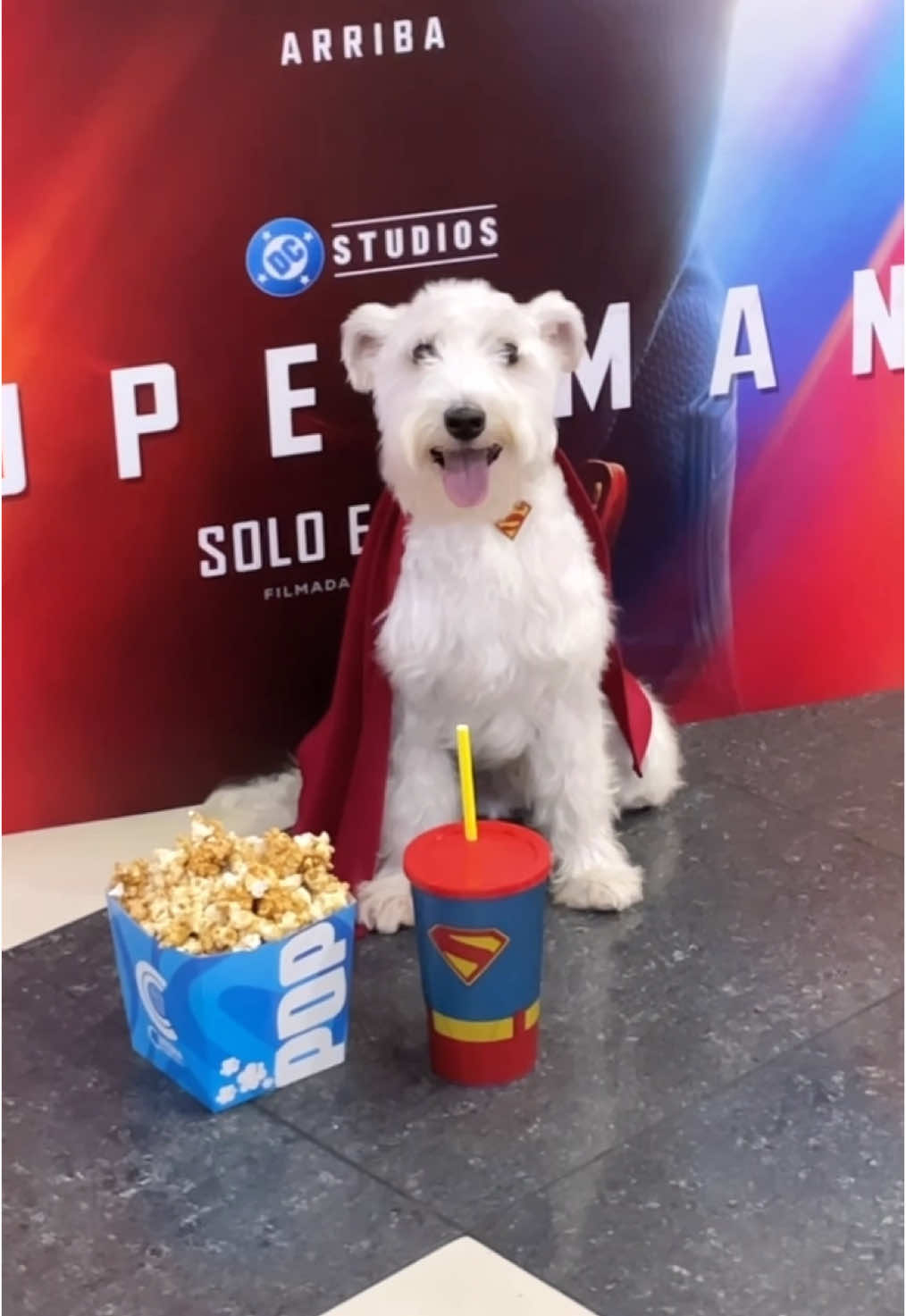 🦴 Luces, cámara… ¡acción canina! 🐶✨ Soy Freddy. Soy Kripto. Y vine a salvar al mundo… ¡una palomita de maíz la vez! 🦸‍♂️🐾  Los invito a ver mi película… bueno, técnicamente es la de mi amigo Superman 🙄, pero aunque no lo acepte, el verdadero protagonista soy yo. 🐶💥 Nos vemos en @CinemaSanPedro ¡les va a encantar! @dcofficial @superman  #soykr#soykriptot#KriptoElSuperperropt#kriptoRe#DogReelro#PerroDisfrazadoCo#DogCostumeer#Superdogta#InstaDogOf#DogOfTheDayRe#PetReelsny#FunnyDogsLo#DogLoversls#ReelsPerrosco#MascotasCostaRicaa#SchnauzerStyleD#CuteDogry#FurryHerolV#ReelViralsO#DogsOfInstagramro#PerrosTo#PetTokdccomicsfan#dccun#dcuniversefans #superman 