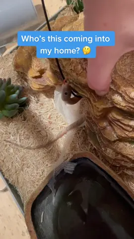 9 Back with a blblb #blblbl #linguini #googlyeyes #tongueout #whosthis #cutepet #snake 