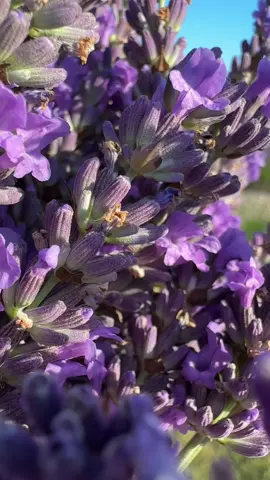 #lavender #lavendertime #лаванда #лавандовеполе #woodinville 