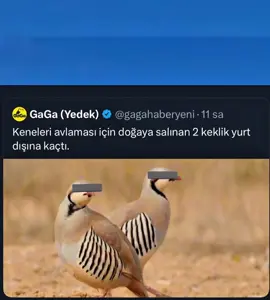 😂😂😂 #keşfet #kesfetteyiz #nebilim #like#mizah#mizahtürkiye #gulmeli_videolar 