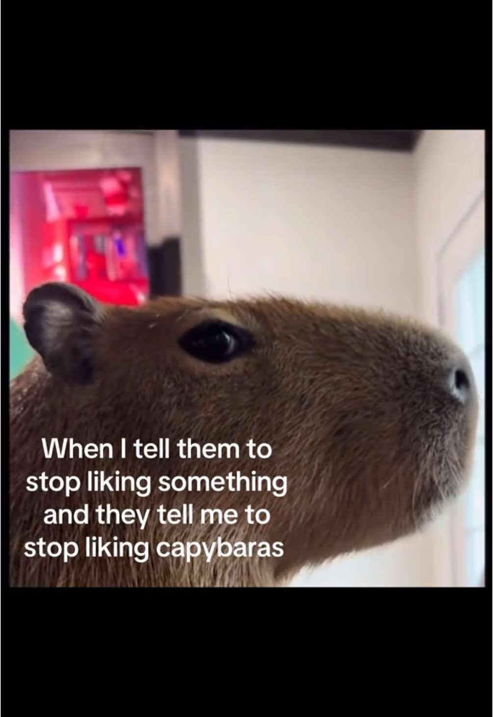 No wayyy #cqpybaralove #capybaratiktok #capys #fypシ #viral 