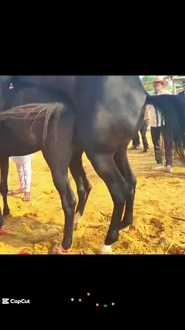 Summer Bath Routine of a 1.6 Ton Gentle Giant: How Heavy Horses Stay Clean & Cool #HeavyHorseCare #SummerHorseBath #GiantHorseRoutine #HorseBathingTips #StableLife #EquineCare #HorseGrooming #HotWeatherHorseCare #HorseLoverDaily #GentleGiantHorse #EquestrianLife #HorseHealthMatters #MajesticHorse #HorseBathDay