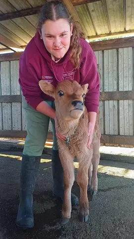 dairy life #aussiefarmer #foryou #dairyfarm #cows #fyp @chloe.dancer14 