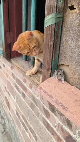#cat #cats #cute #funny 