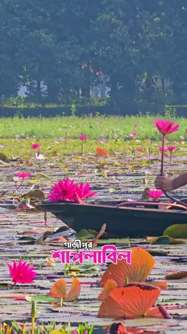 প্রকৃতির অপরূপ সৌন্দর্যে গাজীপুরের শাপলা বিল ২০২৪।#গাজীপুর @ᴏᴜʀ ʙᴀɴɢʟᴀᴅᴇꜱʜ 