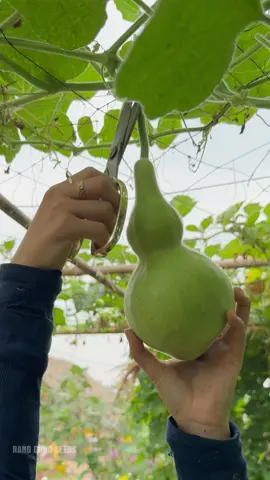 Trồng bầu hồ lô ngắm mỗi ngày bà con ơi 