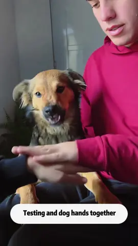 Testing and dog hands together🤲🙌#funnydogs #dog #pet #funnyvideos #tiktokkdog 