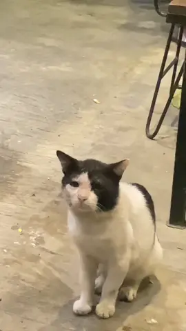 Duit kurang buat beli tiket MCR 🐱