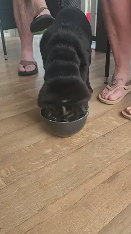 throwback back to baby me eating yoghurt. watch to the end 🤣 . . #sharpei #meithesharpei #sharpeipuppy #sharpeigram #sharpeilove 