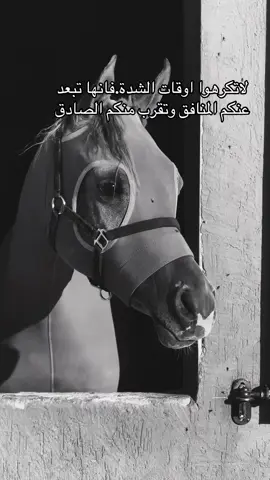 #خيل_وخياله🐎 #خيل_عربي #خيل_وخياله🐎🖤ماشاءالله_اللهم_بارك🧿♥️ #اقتباسات_عبارات_خواطر🖤🦋❤️ #اقتباسات #تصميم_فيديوهات🎶🎤🎬 #تصميمي❤️ #هاشتاقات_تيك_توك_العرب #تيكتوك_عرب #viral #fyp #ستوريات #تيك_توك_اطول #هاشتاك #مليون_مشاهدة❤ #جزل_الابيات #اكسبلورexplore 