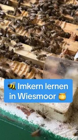 Imkern lernen in Wiesmoor: Imkerverein eröffnet Lernort für Bienenfreunde Der Imkerverein Friedeburg Wiesmoor 1927 e.V. betreibt im Gartenpark an der Blumenhalle in Wiesmoor seine 