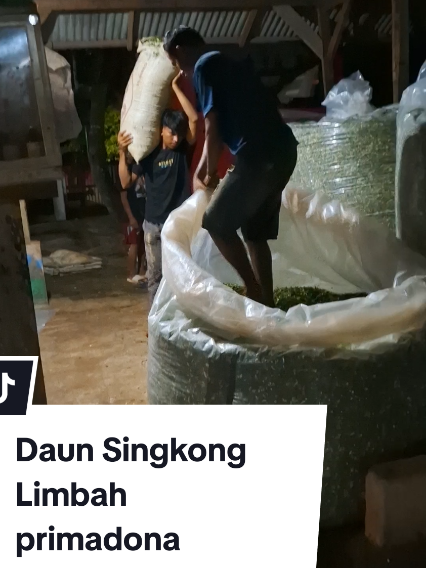 Pakan hijauan daun singkong di #peternakankambingperah  @Telaga.Rizqy sebagai pakan pokok di sediakan oleh suplier yang sekaligus pemborong singkong . Daun singkong ini sebelum dimanfaatkan sebagai pakan ternak ,dulunya hanya sebaagai limbah pertanian , namun saat ini menjadi pakan unggulan peternak ruminansia 