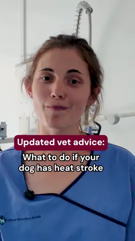 There’s a lot of conflicting information out there about heat stroke, but not all of it is right. Izzy, vet at Zetland Vets, shares the latest advice from the Royal Veterinary College on what to do if your dog shows signs of heat stroke. #doghealthcare #doghealth #dogs #dogcare #veterinarian #pets #petcare