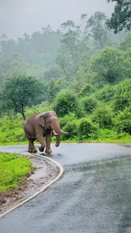 ഒരു മരണമാസ് എൻട്രി 🔥#elephantlover #aanapremi #aanakambam #aanapranthan #sujithsoman1991 #ആനപ്രേമി #ആനപ്രാന്തൻ #ആനക്കമ്പം 