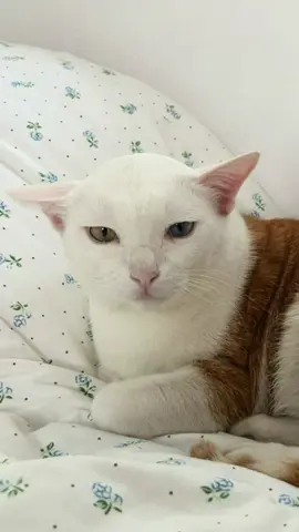 ธรรมมะวันนี้ เป็นจังหวะร็อก #แมว #cat #แมวอ้วน #แมวส้ม #หลวงพี่ปัง #fyp 