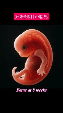 🪽FETUS at WEEK 7/8/10 👼 #embryo #baby #胎児 #fetus #10weekspregnant #usatiktok🇺🇸 