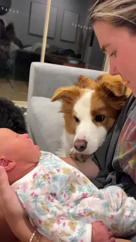 Dogs are babies’ best friends ❤️#dog #doglover #fyp #usa🇺🇸 #baby #Love 