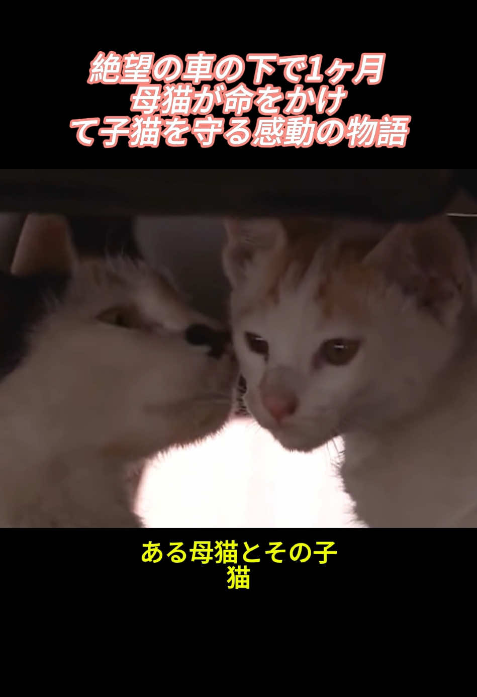 絶望の車の下で1ヶ月…母猫が命をかけて子猫を守る感動の物語#絶望 #感動 #母猫 #子猫 #救助 #動物保護 #命の尊さ #涙 #野良猫 #心温まる #命を守る #猫好きさんと繋がりたい#tiktok #fyp