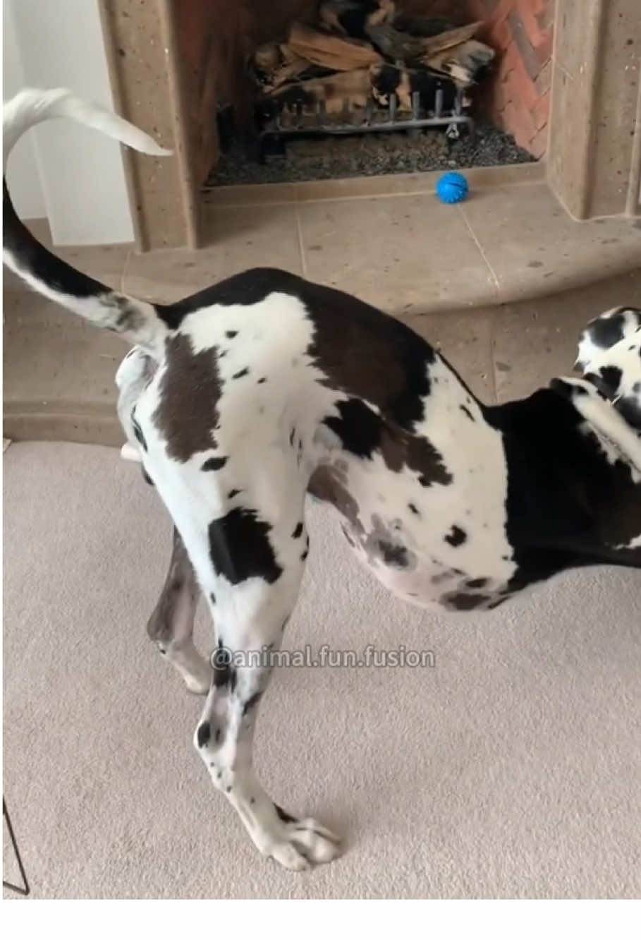 Fart dog 🐶 #dog #dogsoftiktok #cute #funny 