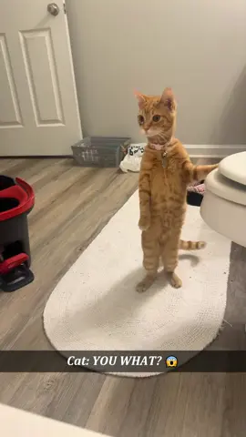 She really thought I was in danger 😭🐾#cat #cats #catlover #kitten #catsoftiktok #fyp 