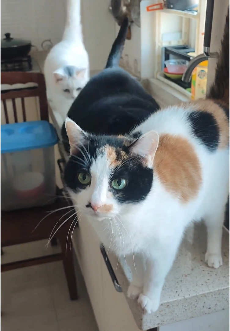 cats funny video🥰#funnycats #catsofinstagram #cats #catsarefunny#funny #funnyvideos #usa 