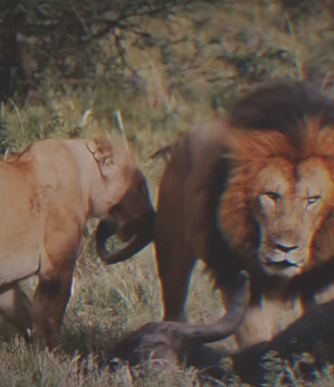Levels🏴‍☠️🔥.      #lion #lioncoalition #liontiktok #fyp 