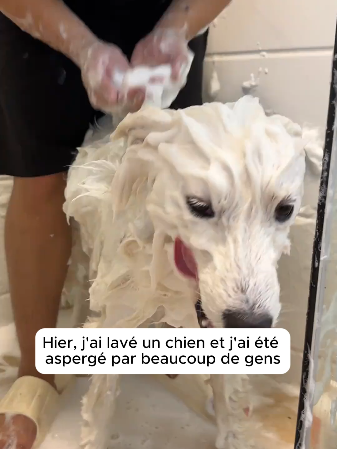 Tous les chiens ont-ils si peur de se baigner? #Chien #ChienDété #ProtégerSonChien #SantéChien #ConseilsChiens