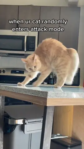 Cats: A True Story of Intermittent Psychotic Episodes.#funnycat #petfunny #catzoomies #crazycat #cutepet #funnyvideos #foryou #pets #cute #fypシ #funny #petvideos #interesting #funnyanimals 
