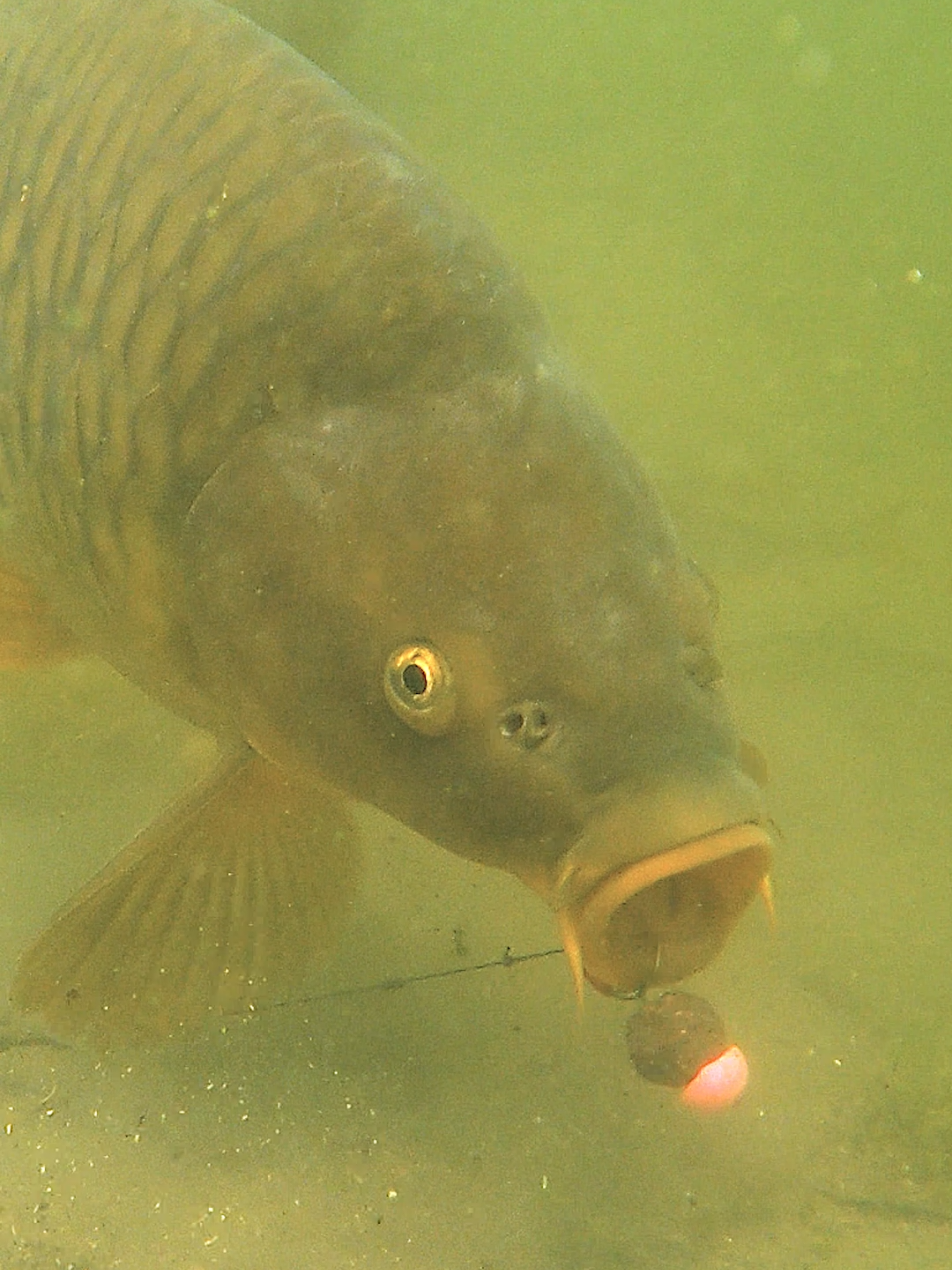 First pick up and directly hooked in the bottom lip. Perfect!  Rig: Ready Tied Ammo Slip D Lock Hook size 6 Bait: Paella Hookbait with Fluor Pop-up Incl: Magic Wand  @ONE MORE CAST 