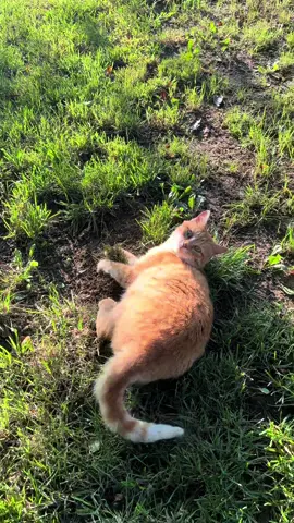 “This is my tuft of grass and you better not touch it.” - Lucky #barncat #catsoftiktok #cat 