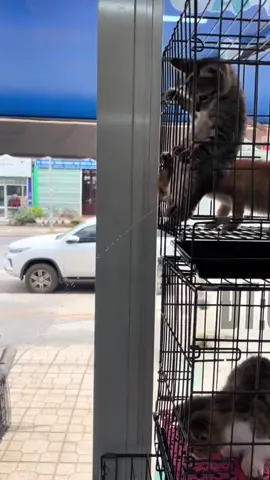 Cat poop 💩🐱#funny #cat #cute #funnyvideos #pet #foryou #fyp 