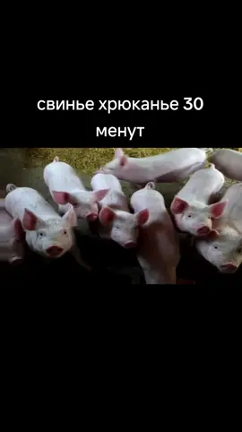 #свинье #хрюканье #минакарантине 