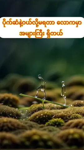 #ပါချုပ်ဆရာတော်ဘုရားကြီး၏အဆုံးအမတရားတော် #fpy #foryou 
